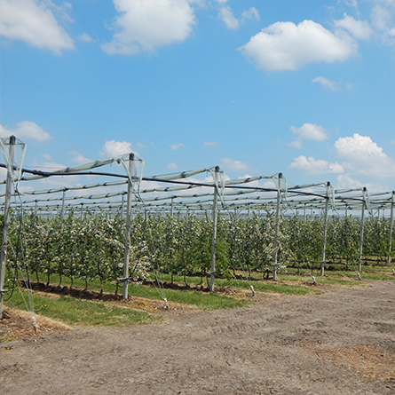 Supporting structures and anti-hail systems fruit farming