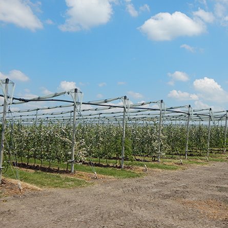 Stützkonstruktionen und hagelschutzsysteme für den obstbau