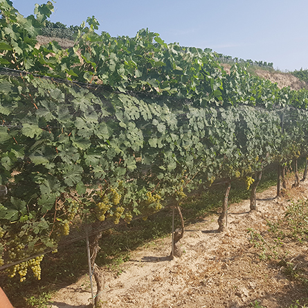Supporting structures and anti-hail systems in vineyards