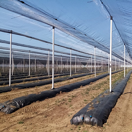 Anti-hail systems for blueberry farms