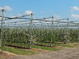 Konstrukcje wspierające i systemy przeciwgradowe, uprawy sadownicze
