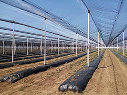 Anti-hail systems for blueberry farms