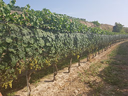 Supporting structures and anti-hail systems in vineyards